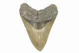 Fossil Megalodon Tooth - North Carolina #275533-1